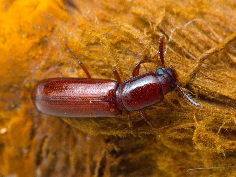Corticeus unicolor Piller & Mitterpacher, 1783